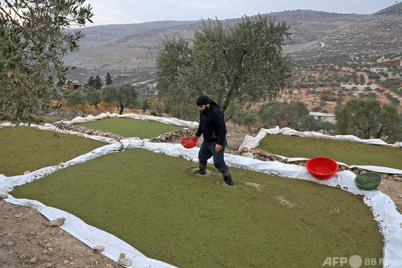 餌代に苦しむシリアの畜産農家 東南アジアの水草が力に 写真12枚 国際ニュース Afpbb News