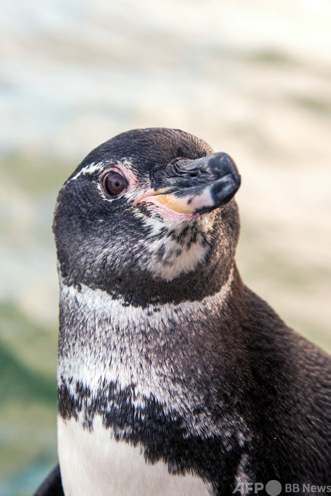 ガラパゴス諸島のペンギンとウ 記録的な個体数増加 調査 写真3枚 国際ニュース Afpbb News