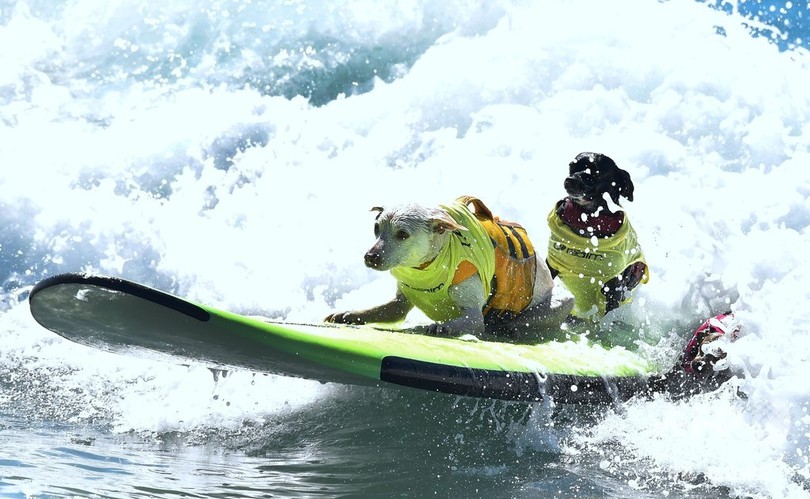 ボード操作はお手のもの 米カリフォルニアで犬のサーフィン大会 写真枚 国際ニュース Afpbb News