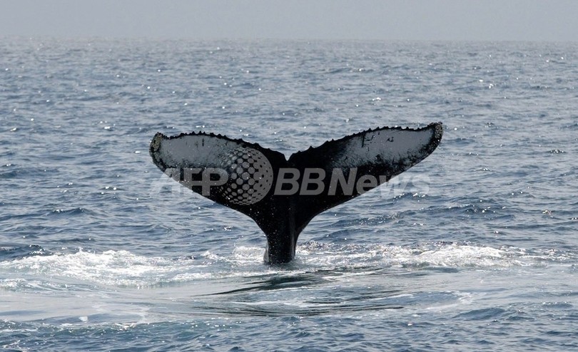 ザトウクジラなど個体数回復、自然保護連合調査 ザトウクジラなど個体数回復、自然保護連合調査