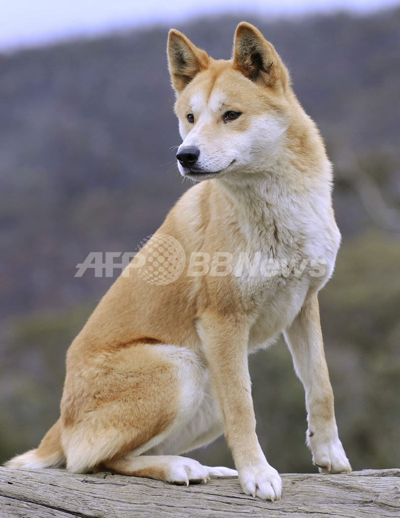 豪を象徴する犬 ディンゴ 世界最古の犬種とdna研究 写真2枚 国際ニュース Afpbb News