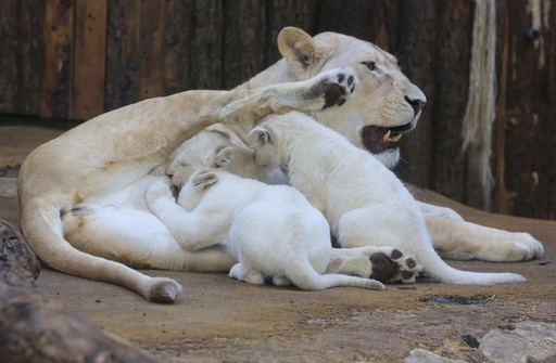 ホワイトライオンベビー❤️赤ちゃん(*´艸｀*)❤️生後２週間❤️里親様募集❤️ hqdefault.jpg