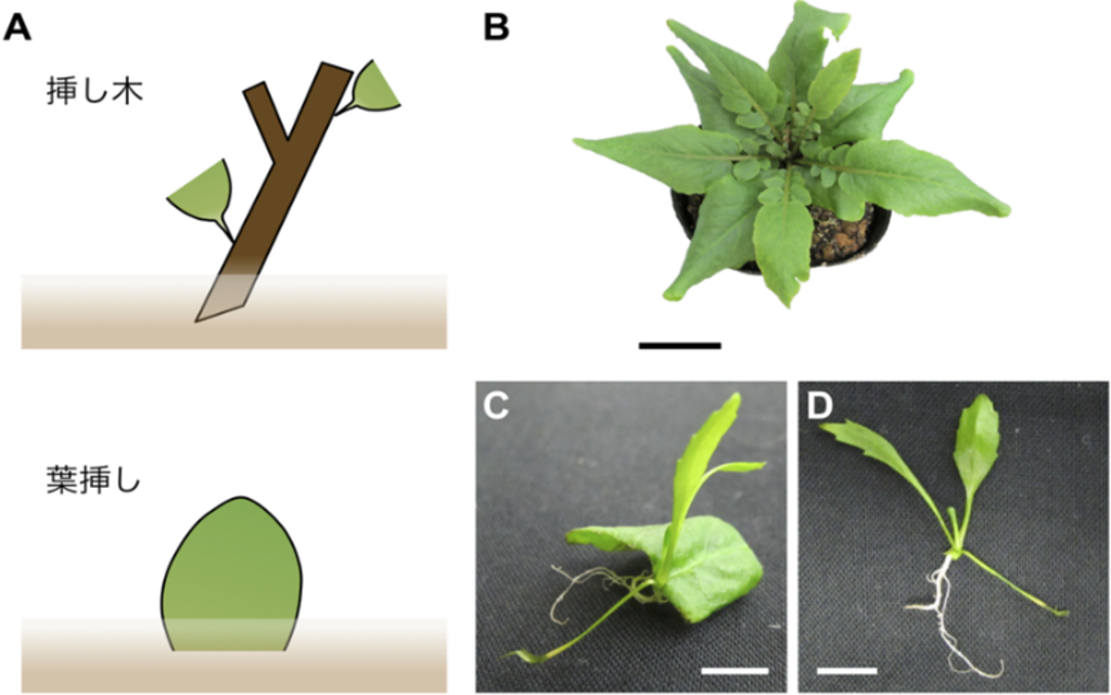 【京都産業大学】挿し木などに応用される植物の生殖方法「栄養繁殖」のメカニズムを解明 -- Plant and Cell Physiology誌に掲載 【京都産業大学】挿し木などに応用される植物の生殖方法「栄養繁殖」のメカニズムを解明 -- Plant and Cell Physiology誌に掲載