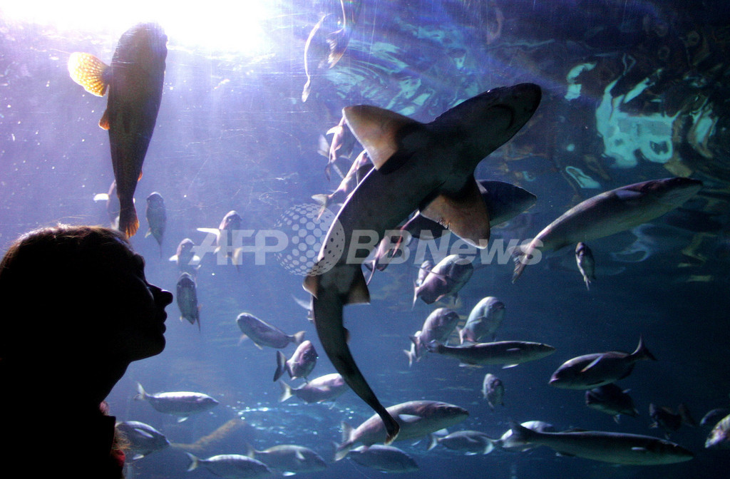 香港の公園の池で巨大「ワニ魚」出没相次ぐ、住民ら不安の声 香港の公園の池で巨大「ワニ魚」出没相次ぐ、住民ら不安の声