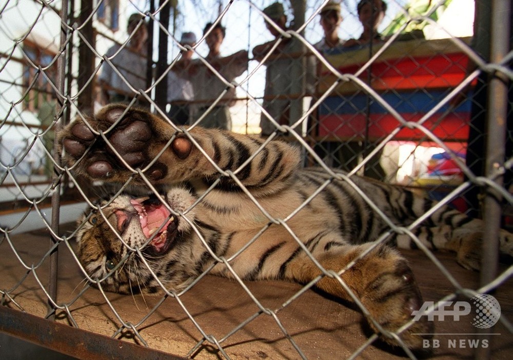 私設動物園のトラ 男性の両手をかみちぎる ベトナム 写真1枚 国際ニュース Afpbb News