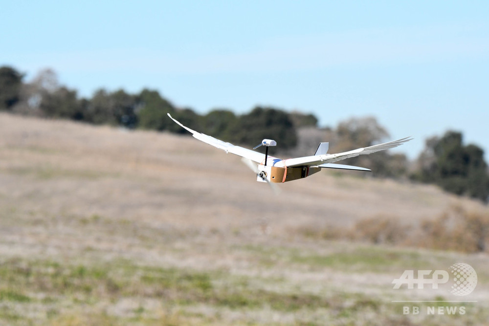 鳥のように飛べる飛行機 ピジョンボット で実現に一歩前進 写真3枚 国際ニュース Afpbb News