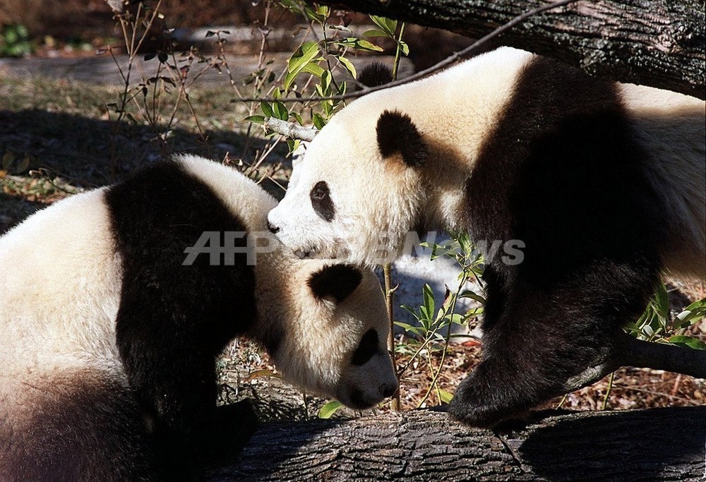 年に1度 大がかりなパンダの交尾シーズン 米国立動物園 写真1枚 国際ニュース Afpbb News
