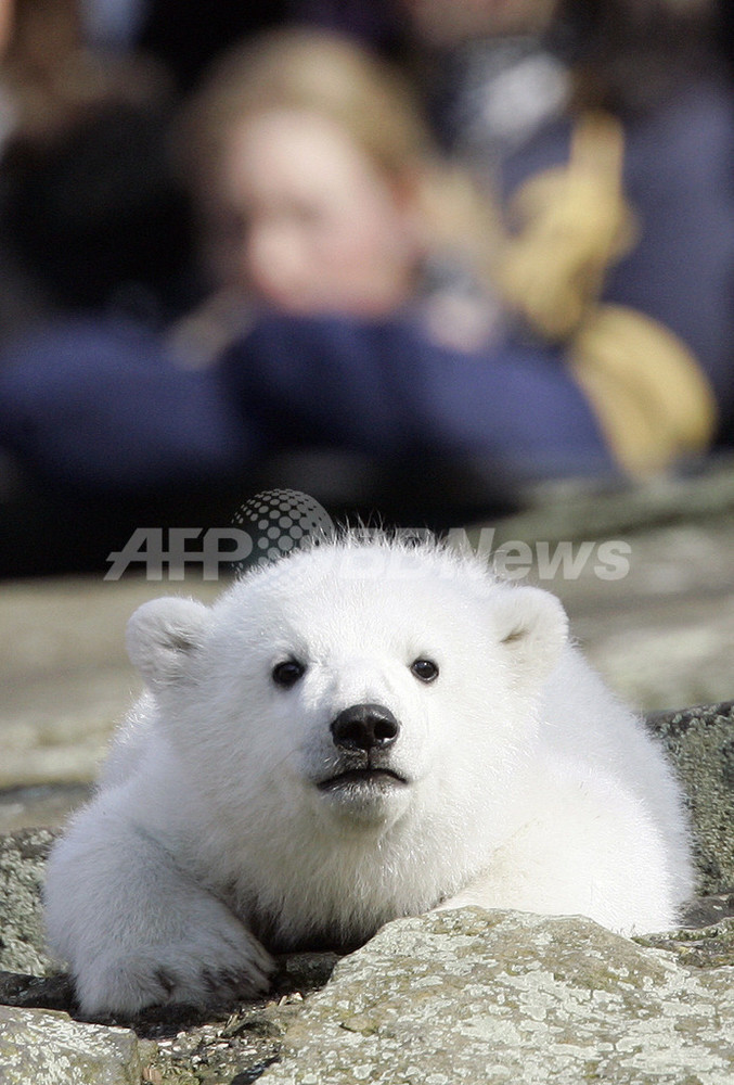 人工飼育中のシロクマ「クヌート」、世界中で大人気 - ドイツ 写真11枚