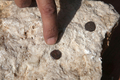 イスラエル・エルサレム（Jerusalem）旧市街の西の壁付近で発掘された銅貨（2011年11月23日公開）。(c)AFP/GALI TIBBON