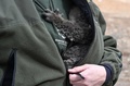 森林火災が発生したオーストラリア・カンガルー島で保護され、動物保護団体「ヒューメイン・ソサイエティ・インターナショナル」の被災動物保護の専門家に抱きつく赤ちゃんコアラ（2020年1月15日撮影）。(c)PETER PARKS / AFP 