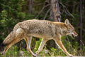 米イエローストーン国立公園（Yellowstone National Park）内で、カメラマンの車に寄り添うように歩くコヨーテ。

1872年に米国初の国立公園として設立されたイエローストーンには、1万を超える間欠泉や泥間欠泉、蒸気孔、温泉がある。ワイオミング（Wyoming）、モンタナ（Montana）、アイダホ（Idaho）の3州にまたがり、公園名はイエローストーン川（Yellowstone River）にちなんでいる（2012年10月8日撮影）。(c)AFP/Karen BLEIER