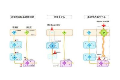 弘前大学医学研究科の引地浩基助手らの研究グループが抗精神病薬の副作用である遅発性ジスキネジアの発症機序を解明