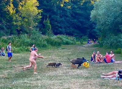 パソコン返して！ 全裸でイノシシ追う男性の写真が話題 独