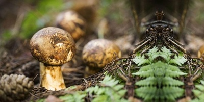 「世界野生食用キノコ科学リスト」発表
