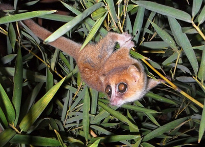 マダガスカルのネズミキツネザル2種、霊長類の新種と特定