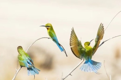 中国南部で「中国で最も美しい小鳥」ハリオハチクイの生息を確認