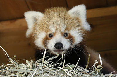 【写真特集】AFPが撮影した世界のどうぶつパラダイス2018 Part6