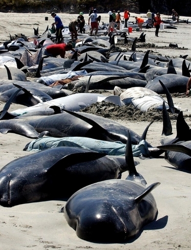 ニュージーランド南島でクジラ90頭が座礁