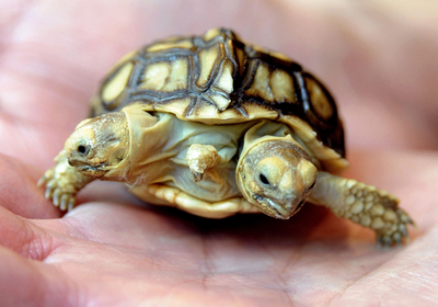 マグダとレーナは双頭のカメ、スロバキア