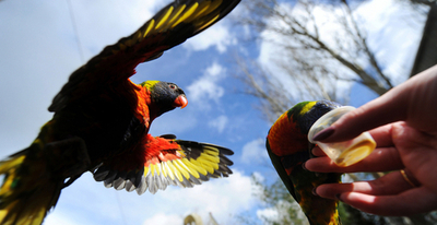 色鮮やかなゴシキセイガイインコ、英レザーヘッド