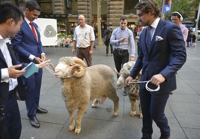 ウールっていいでしょ？ 羊たちがPR 豪シドニー