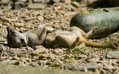 油断しすぎ？独動物園のミーアキャット