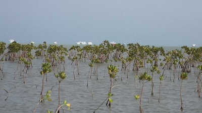 動画:マングローブ再植林で気候変動に対抗 エジプト