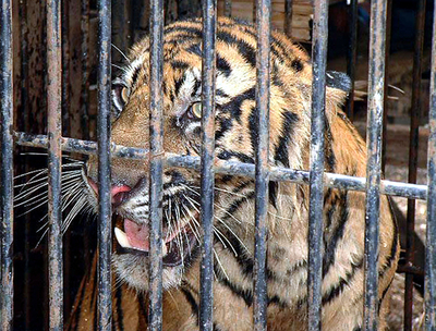 インドネシアの村でトラ被害、関係機関が捕獲も検討