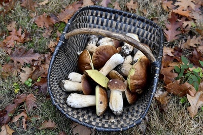 高級キノコを集団で大量収穫 フランスでルーマニア人2人に罰金刑