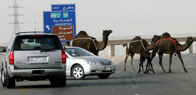 動物が原因で高速道路での車両事故増加 - サウジアラビア