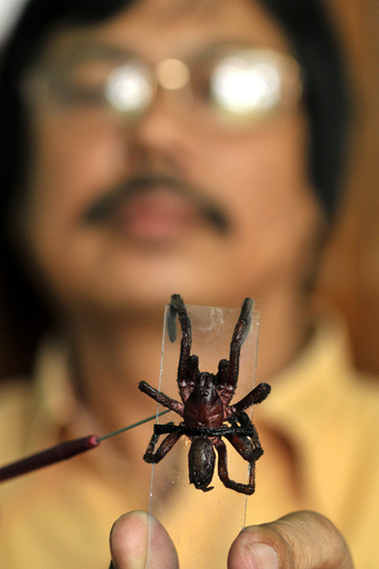 インド北東部の村で住民が毒グモの大群に襲われる