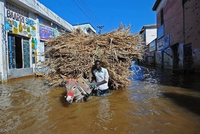ソマリア豪雨、ロバで避難する住民たち