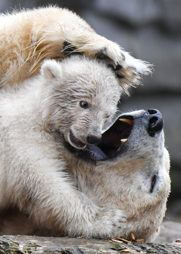 親離れはまだ先、ホッキョクグマの赤ちゃん一般公開 独