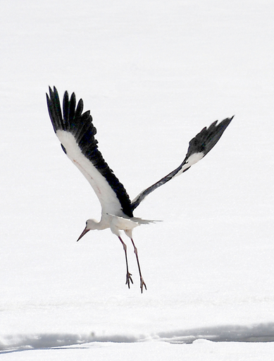 ツルが渡来する湖、真冬のモロッコ