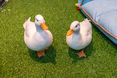 女優のペットのアヒルを食べた農婦の罪の重さは？ ネットで論争に