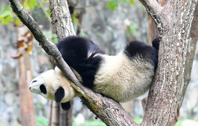 世界の飼育パンダが600頭を超える、パンダ繁殖技術委員会で報告