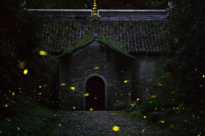 南京のホタル舞う夜