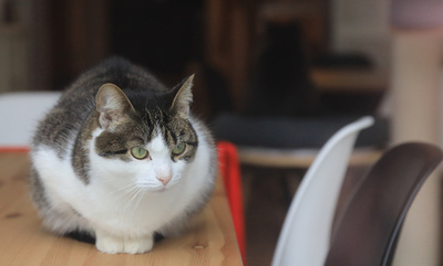 飼い猫が急に凶暴化、原因は珍しいウイルス 伊当局が注意喚起