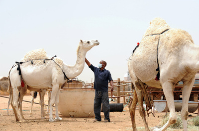 MERSウイルス、ラクダ小屋の空気から遺伝子の断片