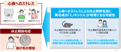 【新知見】心身へのストレスによる抜け毛の増加（休止期脱毛症）に発毛成分「ミノキシジル」が有用な可能性を見出す