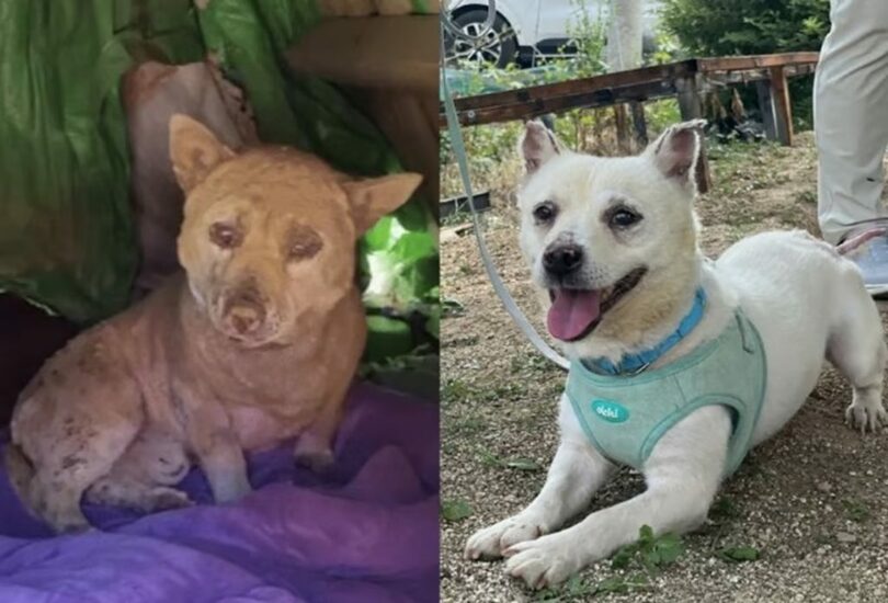 左は救助直後のモンシリ。右は元気な表情を取り戻したモンシリ＝ドロシー犬保護団体、SNC動物メディカルセンター提供(c)MONEYTODAY