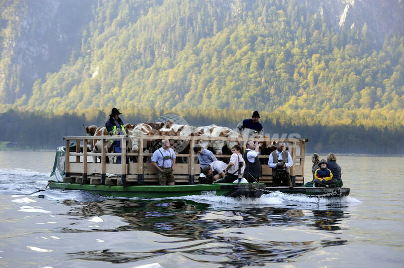 ひと夏越えて牛たちが山からの里帰り、ドイツ