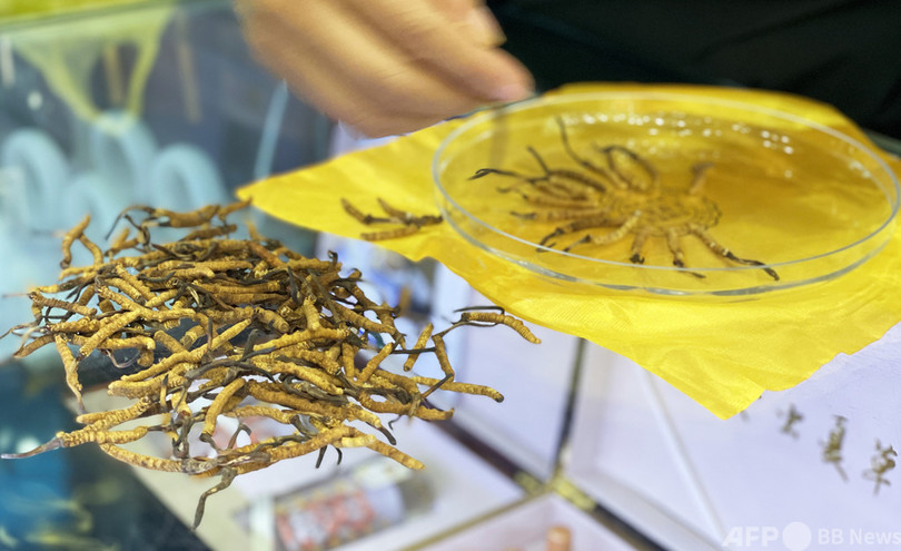中国青海省の「軟らかい黄金」冬虫夏草が出荷シーズン ライブ配信の販売も開始
