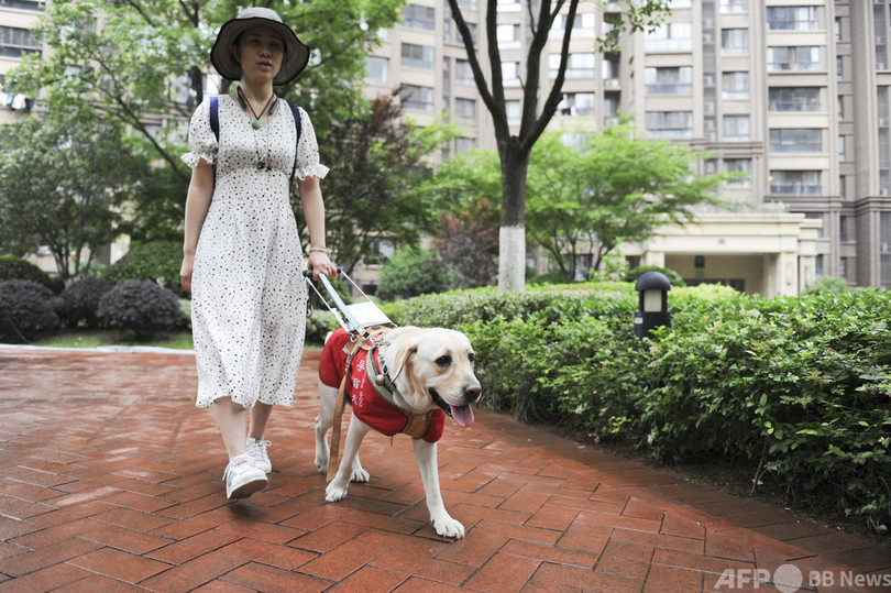 道半ば の中国の盲導犬 1700万人の視覚障害者に0頭 写真1枚 国際ニュース Afpbb News