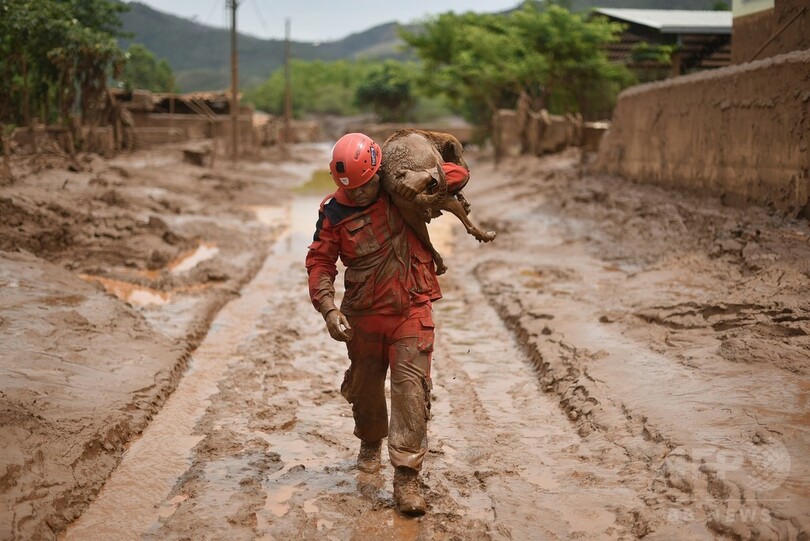 泥に埋まって動けなくなった犬救助、ブラジル鉱山ダム決壊事故
