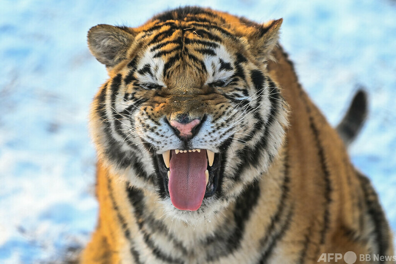 ネコ科最大アムールトラにも個性 英研究