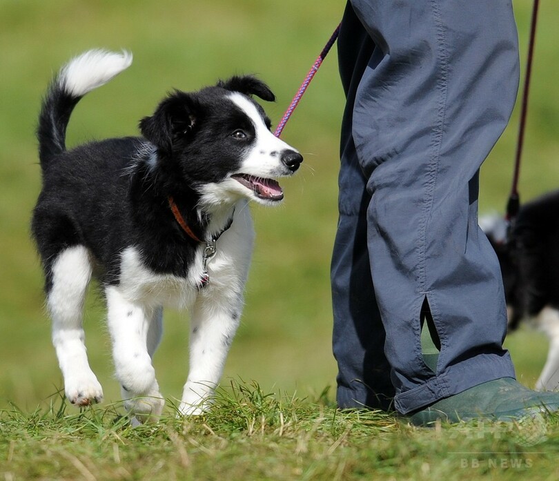 犬の Iq検査 英大チームが研究報告 写真1枚 国際ニュース Afpbb News