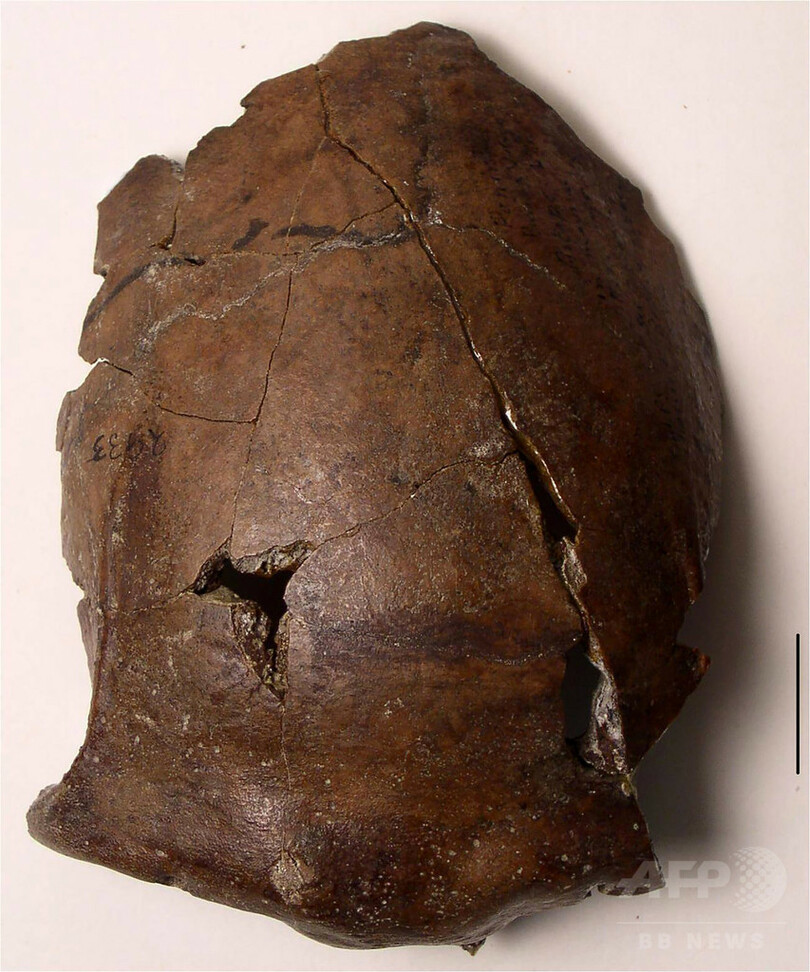パプアで発見の6000年前の頭蓋骨 津波による世界最古の犠牲者 写真2枚 国際ニュース Afpbb News