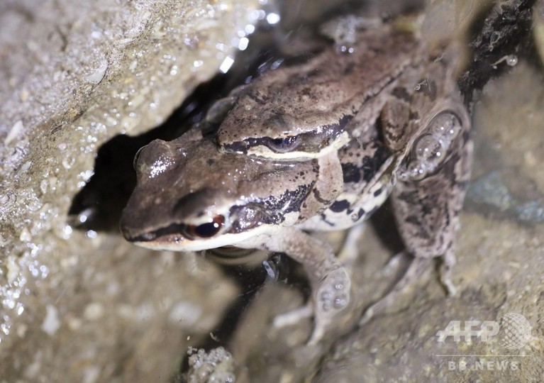 超音波を発する希少種のカエル 江蘇省で発見 写真12枚 国際ニュース Afpbb News