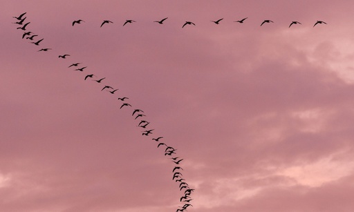 夕焼け空を飛ぶ渡り鳥、ドイツ 写真10枚 国際ニュース：AFPBB News